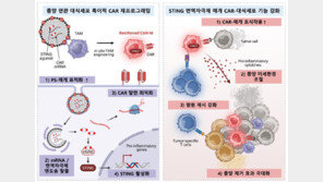 KAIST ‘면역세포 깨워 암 공격’ 새 치료법 개발