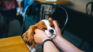 “댕댕이랑 커피 한잔” 3월부터 허용…지켜야 할 규칙은?