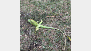 새해 전날 몰아친 한파에 美이구아나 ‘꽁꽁’…땅에 널브러져(영상)