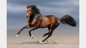 4200년 전 ‘말 가축화’… 인류 역사를 바꿨다