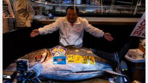 243㎏ 초대형 참치 47억원에 낙찰…도쿄 시장 역대 최고가