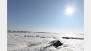 내일 아침기온 오늘보다 5도↓ 뚝…밤부터 강원·제주 등 비·눈