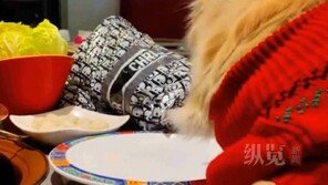 中 식당서 반려견에 접시 위 음식 준 女 논란…결국 법적 대응