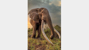 전 세계 20마리뿐인 슈퍼 터스커, 케냐서 한 마리 숨져