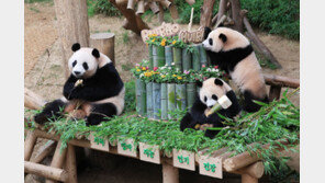 푸바오 친구들 韓 올까…한중, 판다 추가대여 실무논의 개시