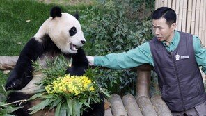‘제2의 푸바오’ 올까?…韓-中 판다 추가대여 협의