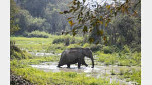 印서 야생 코끼리떼 주택 짓밟아 잠자던 일가족 등 6명 사망