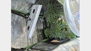 집에서 대마초 키운 30대 검거…태국서 대마씨앗 등 밀수