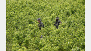 한국발 항공편 타고 코카인 밀수…美여성, 日 공항서 적발