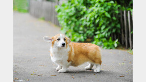 도심 산책 중에 ‘80cm 화살’ 날아와…경찰, 용의자 추적