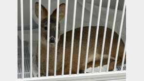 기계식 주차타워에 다리 끼인 고라니…구조 후 치료 중