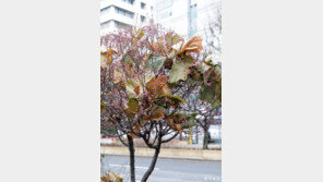 [고양이 눈]나무들의 ‘콜라보’