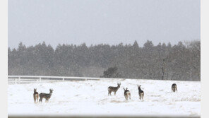 내일 중부·호남에 많은 눈…전북 최대 15cm