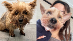 6년 전 사라진 반려견 돌아왔다…“가족들 한참 바라보더니 눈물”