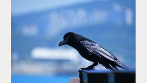 서울시민 위협하는 까마귀는 큰부리까마귀…“실태 조사 중”