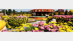 함평 ‘국향대전’, 3연속 축제 콘텐츠 대상