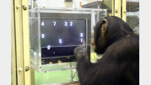 인간 능가하던 ‘숫자 천재’ 침팬지, 49세로 세상 떠나