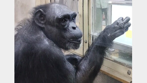 0.5초 만에 숫자 암기한 ‘천재 침팬지’ 49세로 세상 떠나