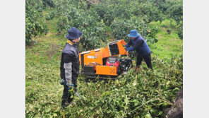 제주 올해 감귤 간벌 면적-지원금 늘린다