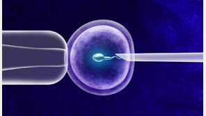 “난자 다시 젊게 만든다”…시험관 시술 판도 바꿀 연구 나와