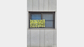 [고양이 눈]방범창 위 작은 정원