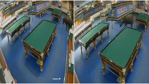 도축장 탈출한 물소…도심 질주하다 당구장 돌진