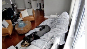 소파 위에서 ‘펑’…반려견이 배터리 씹다 화재 발생