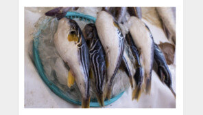 ‘복어 튀김’ 요리해 먹은 주민들…마비 증세로 병원 이송