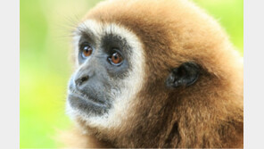 “살고 싶어서”…원숭이 동성 간 성행위 하는 뜻밖의 이유