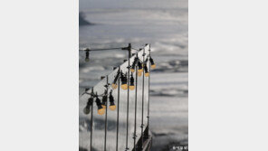 [고양이 눈]밤바다를 기다리며