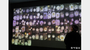 꽃의 시계, 꽃의 세계