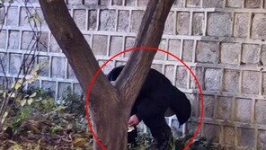 “중국인들 일본서도 대변 테러…공용계단에 똥 싸”