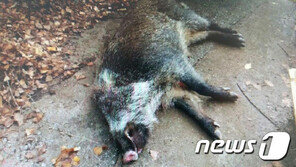 대전 도심서 멧돼지 출몰 소동…2마리 도주·1마리 포획