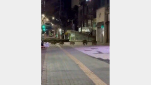 안성 공도읍 상가지역 멧돼지 5마리 출몰…시민들 ‘가슴 철렁’