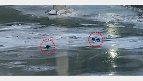 ‘또 발견’…영풍 석포제련소 앞 하천서 ‘수달’ 3마리 포착