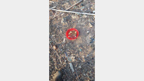 광양서 ‘독극물 먹이로 개·고양이 죽였다’ 신고…경찰 수사