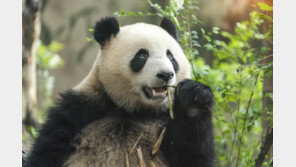 대나무=벼과 식물…‘죽순’, 슈퍼푸드 가능성 나왔다 