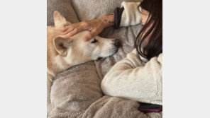 이효리 부부 “구아나가 떠났습니다”…15년 반려견과 작별