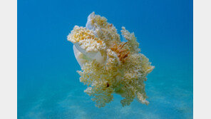 뇌 없는 해파리도 8시간씩 잔다… 건강 지키려면 잘 자야