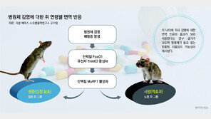 젊은 쥐 살린 면역, 늙은 쥐엔 역효과… “나이별 치료제 시대 온다”