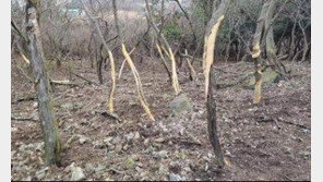 사슴 900마리에 점령당한 안마도… 포획 개시