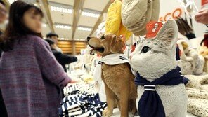 “우리집 냥이 무얼 사줄까”