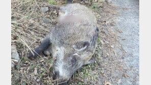 北서 넘어온 멧돼지?…서해 소청도 출몰 두달만에 사살