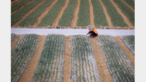 일손 부족한 농촌…외국인 계절근로자 9.2만명까지 늘린다