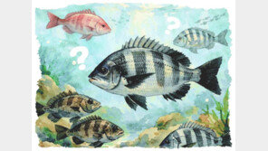 물고기에 관한 몇몇 오해와 진실[김창일의 갯마을 탐구]〈140〉