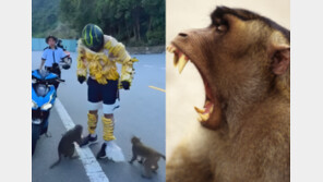 “내가 바나나야!” 원숭이 유혹하려고 온몸에 주렁주렁…선 넘은 관광객