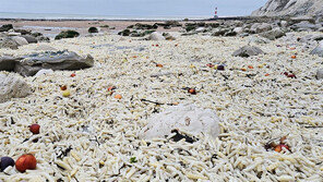 파도에 밀려온 ‘감자튀김’ 英 해변 뒤덮어…“초유의 사태”