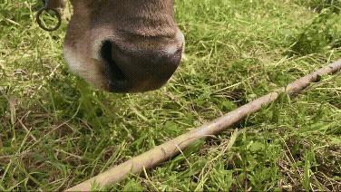 ‘효자손’ 사용하는 소 발견…“이렇게 똑똑하다고?” (영상)