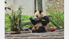 푸바오 동생 우치동물원 입주하나…기후장관, 판다 도입 선제 점검
