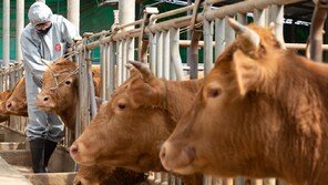 日 ‘5명 사망’ 감염사고 후 금지한 소 생간…뒷골목서 은밀 유통